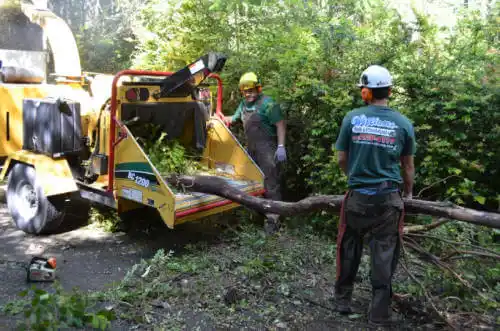 tree services Verde Village